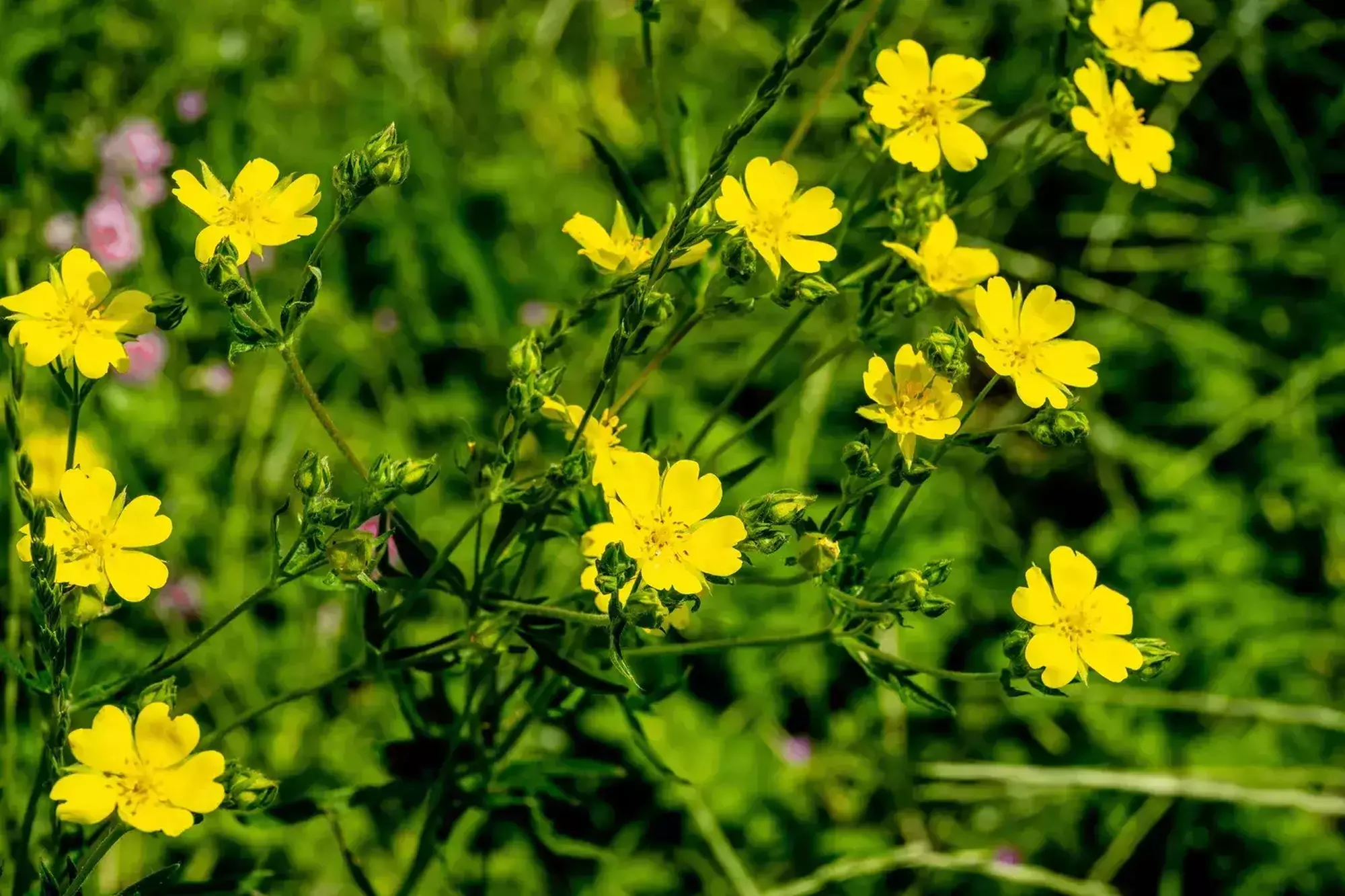 06212023 grow 170435