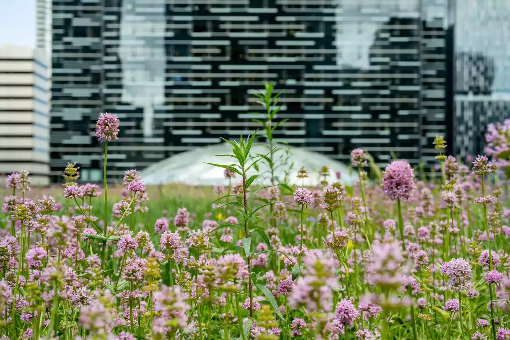 06212023 grow 170437